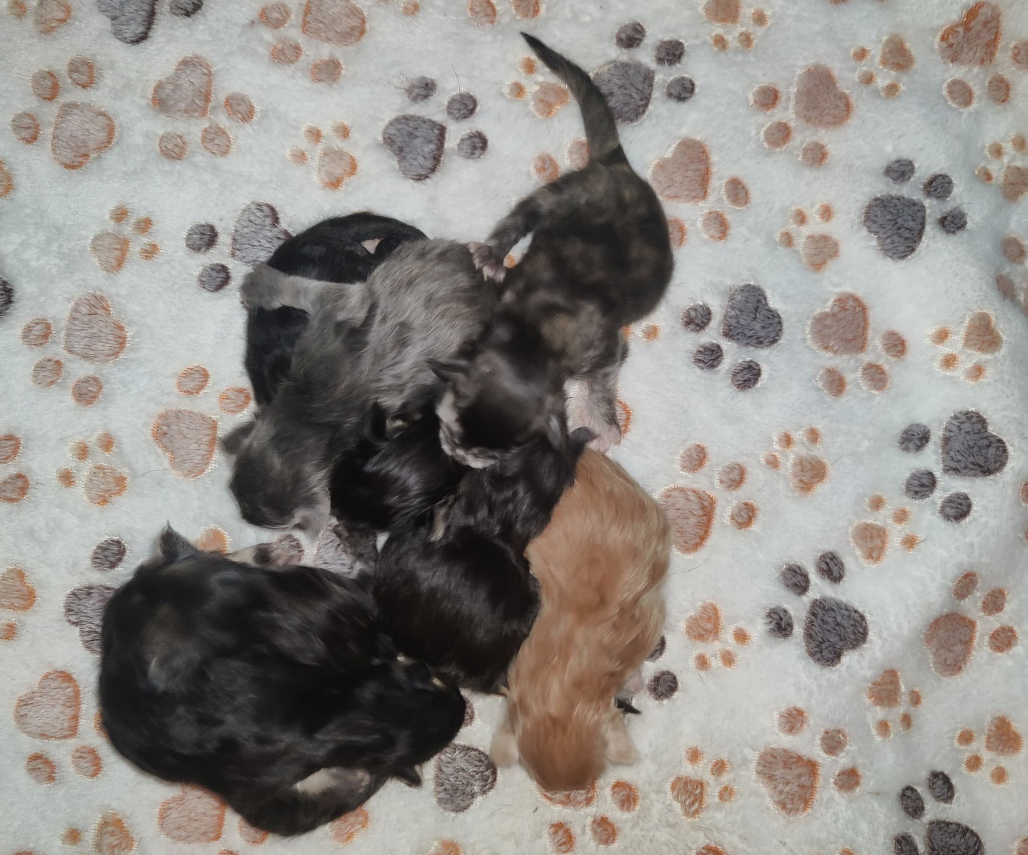 Vitani and Maximus babies January 2025