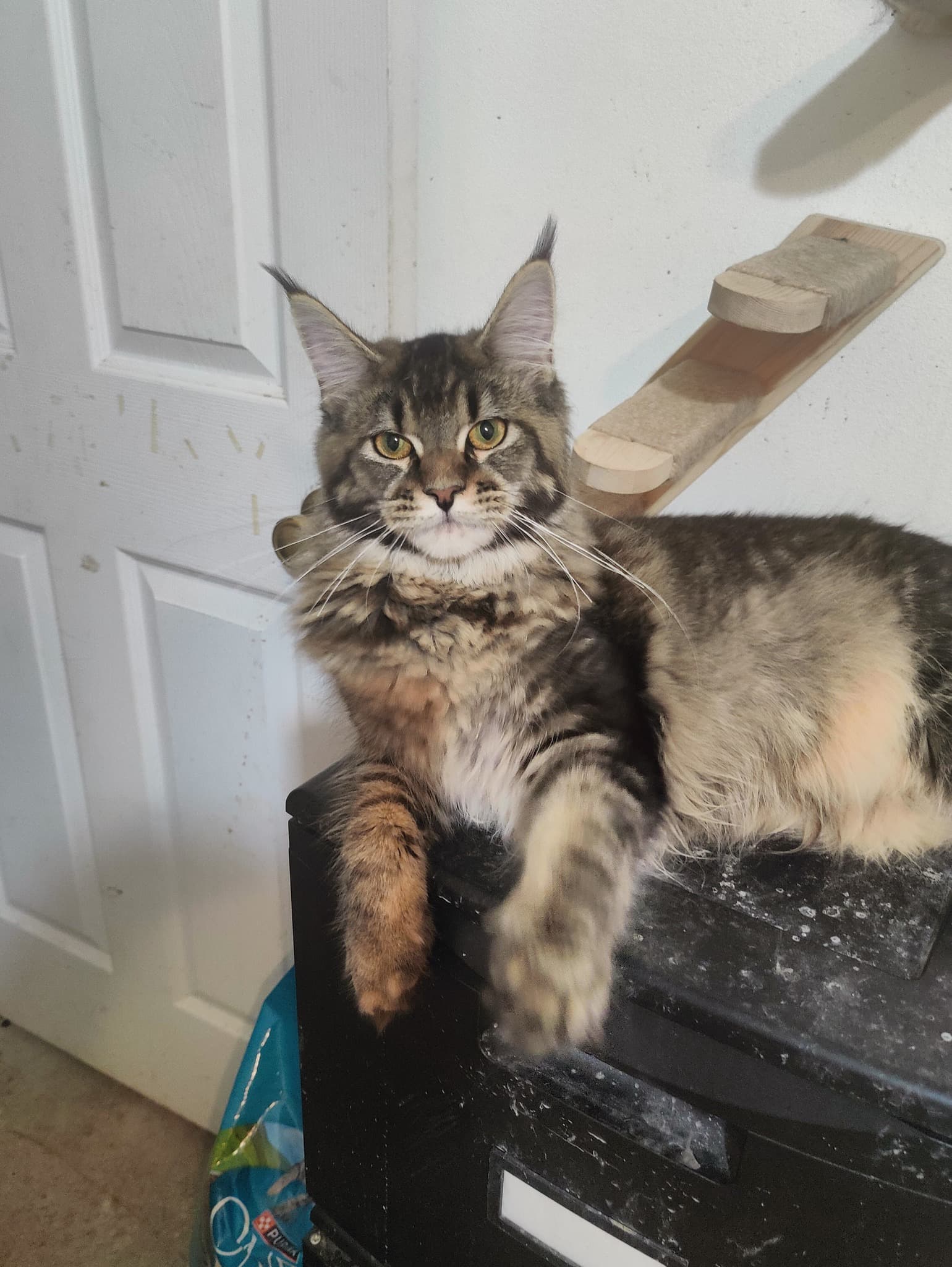 Queen Fern
