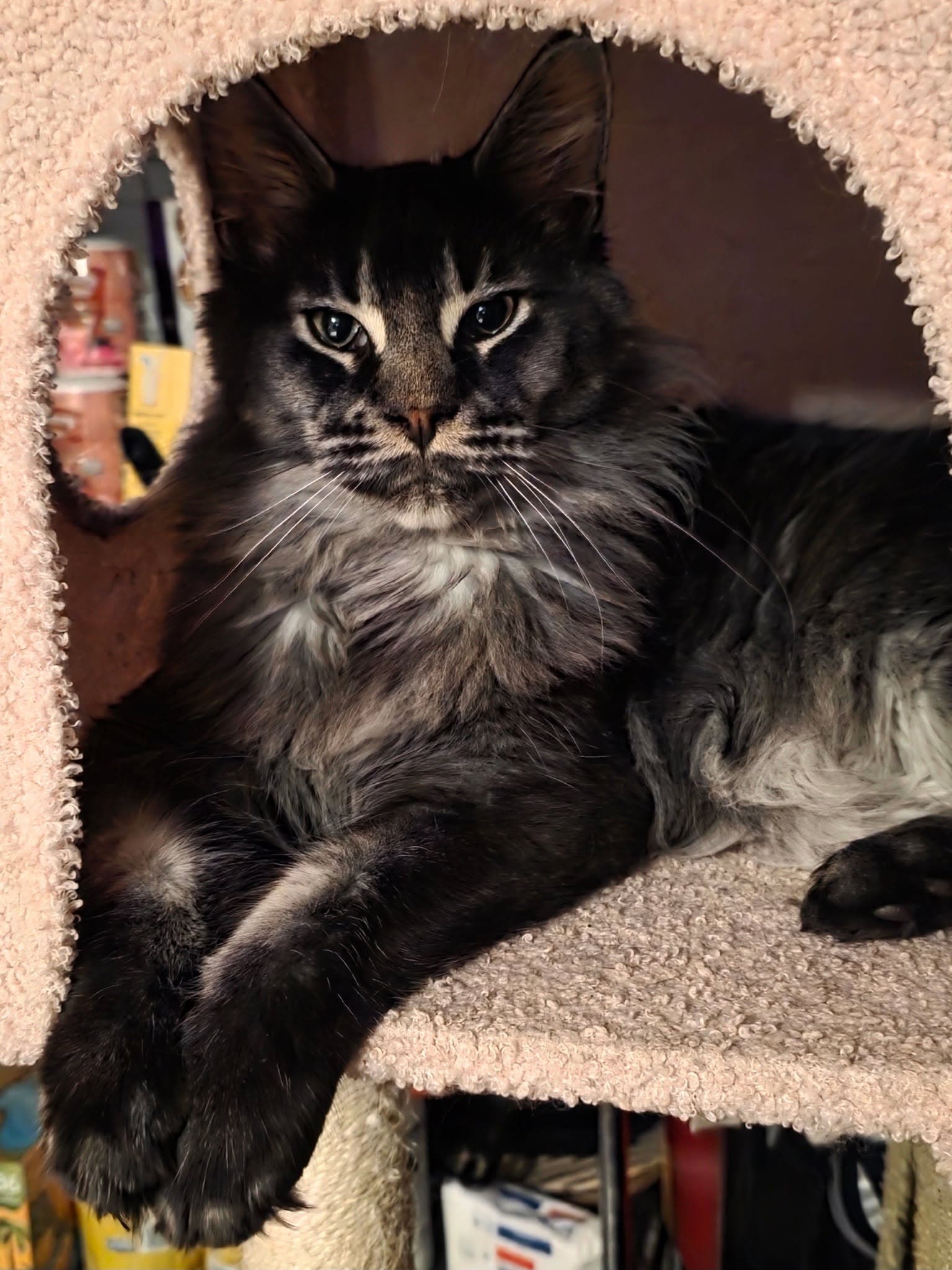 King Fabio