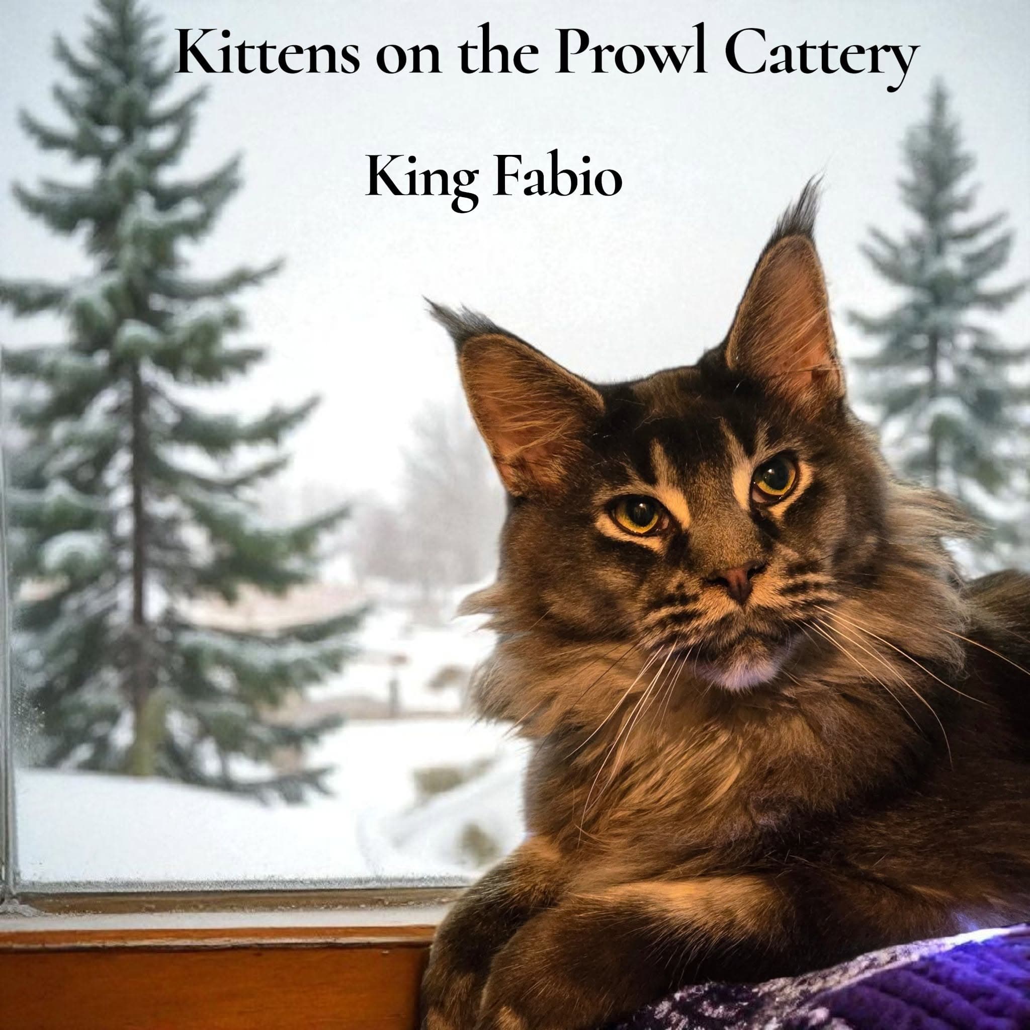 King Fabio