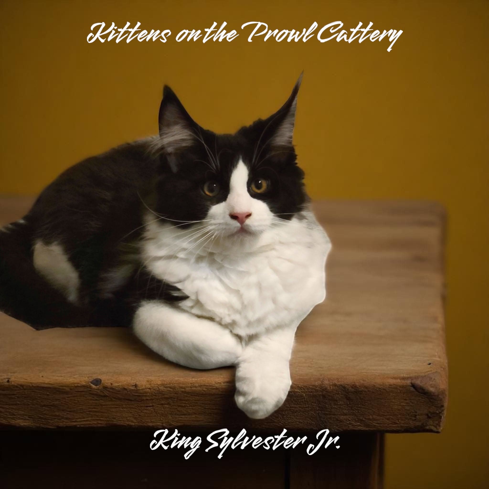 King Sylvester