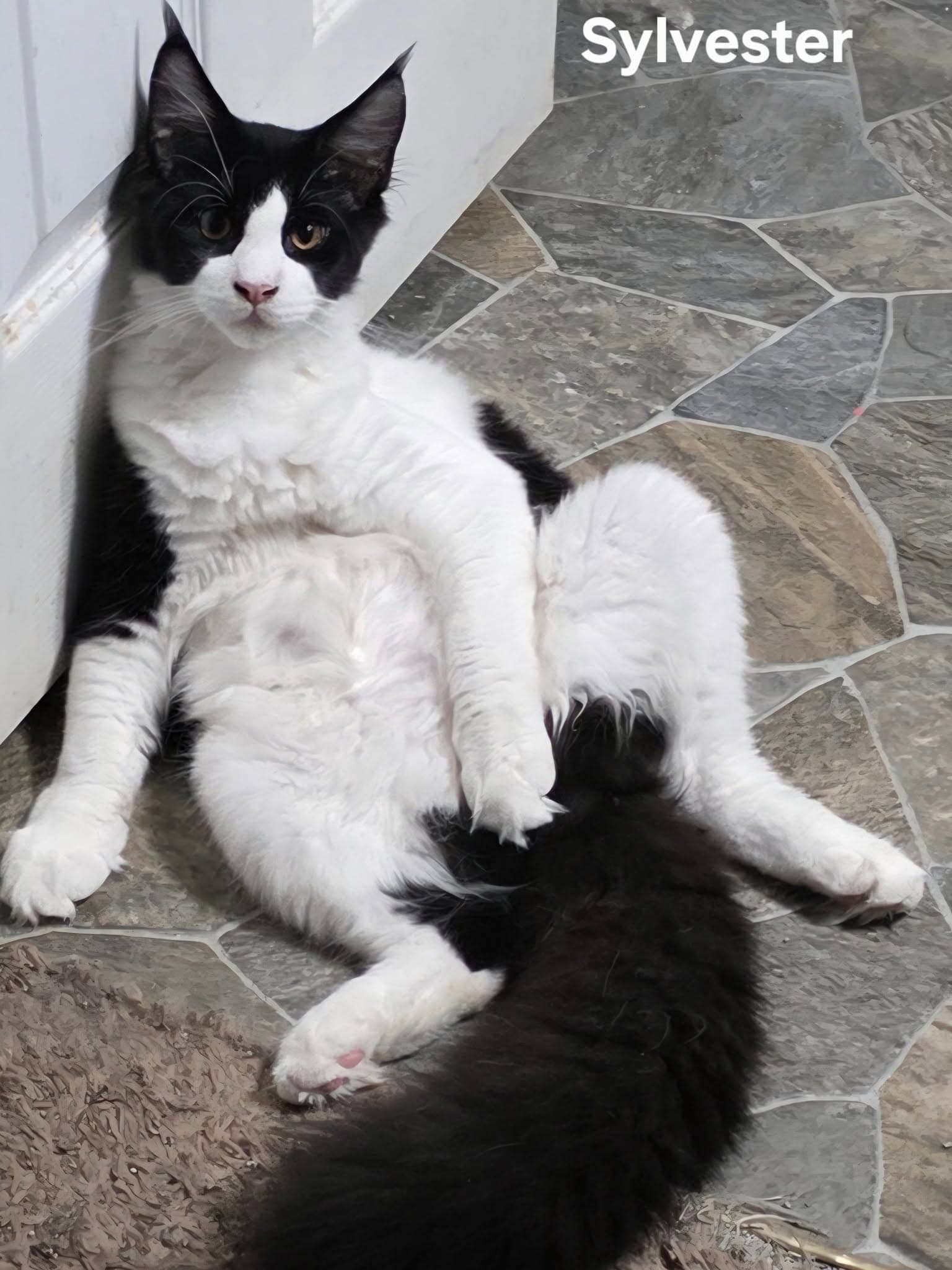 Sylvester