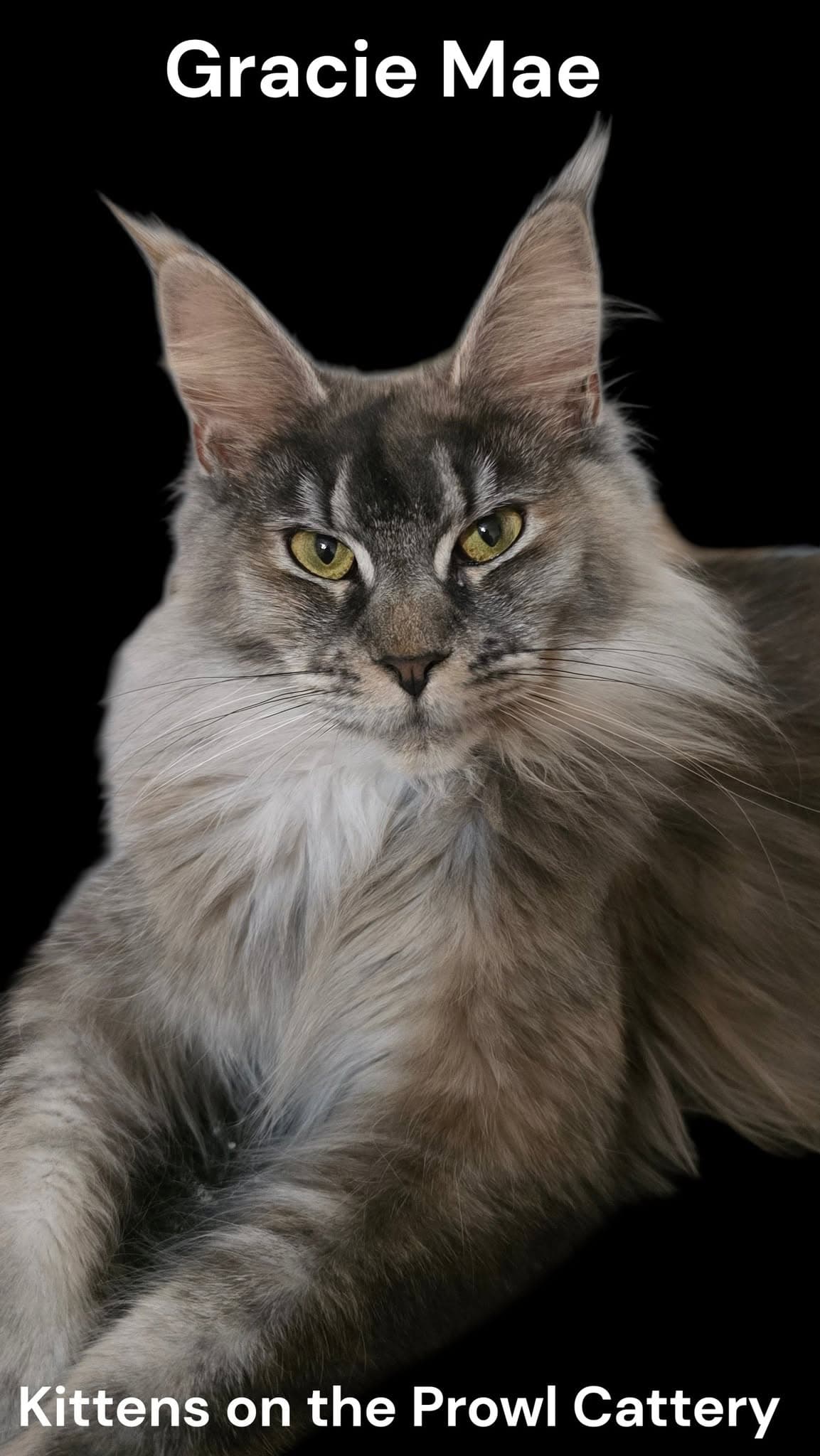 Queen Gracie