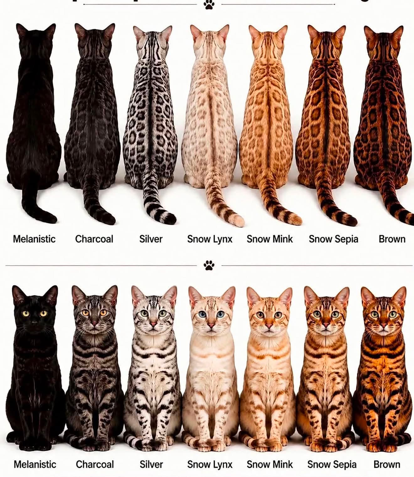 Bengal Cat Colors
