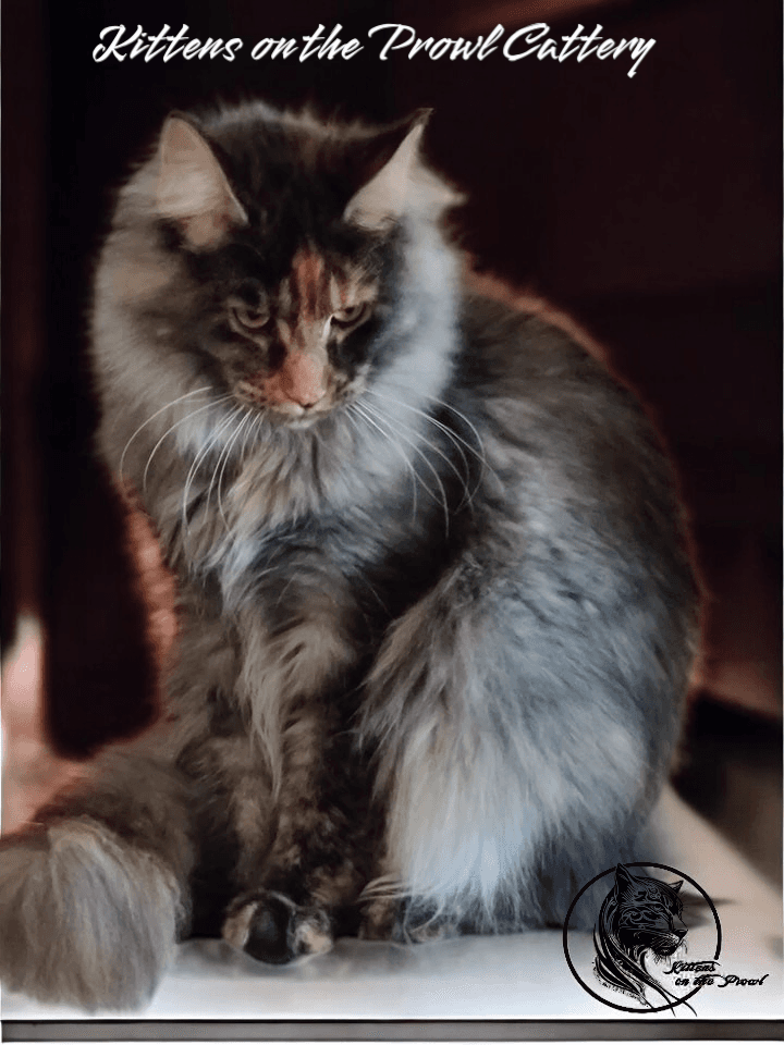Queen Vitani