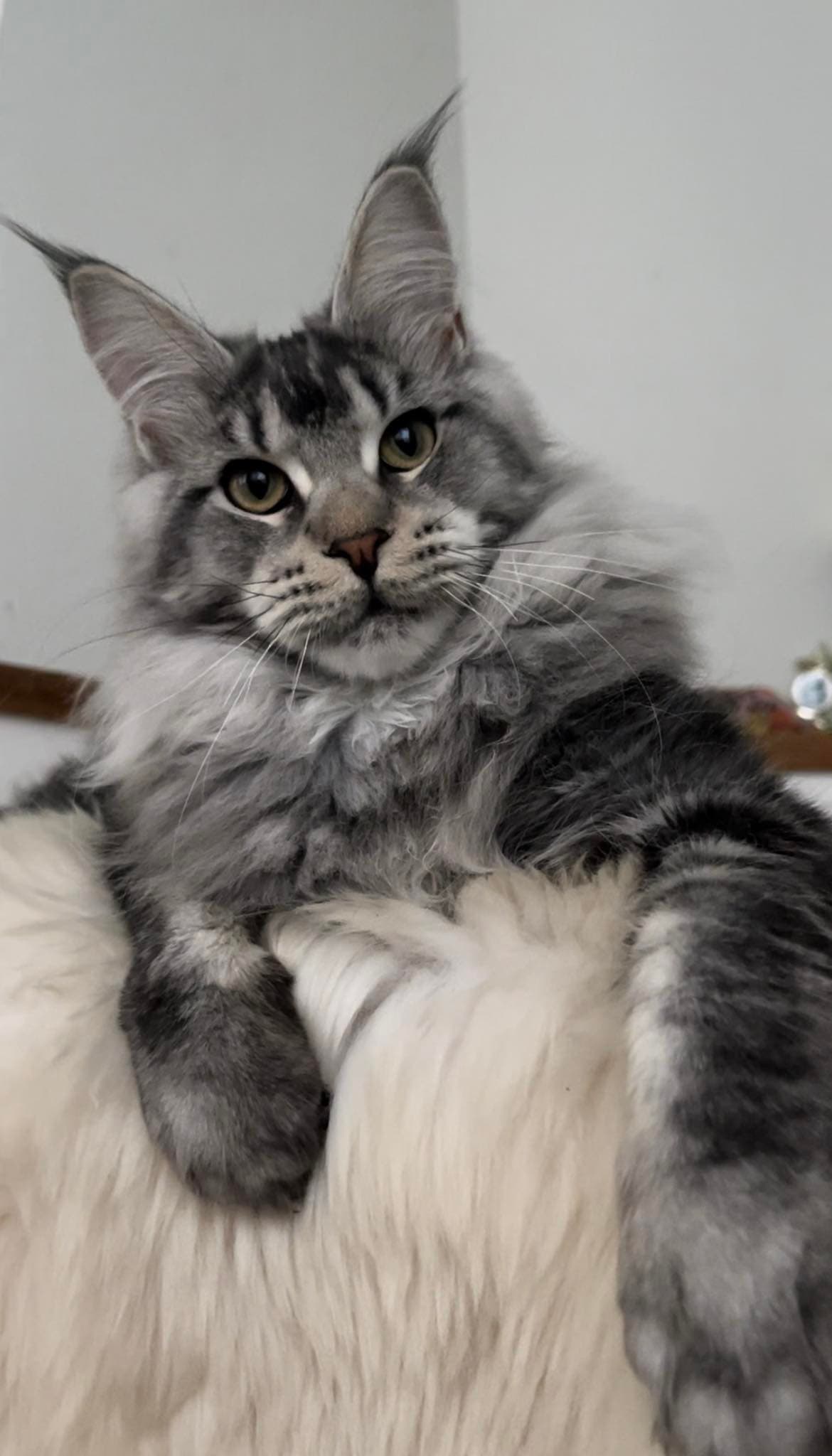 King Maximus