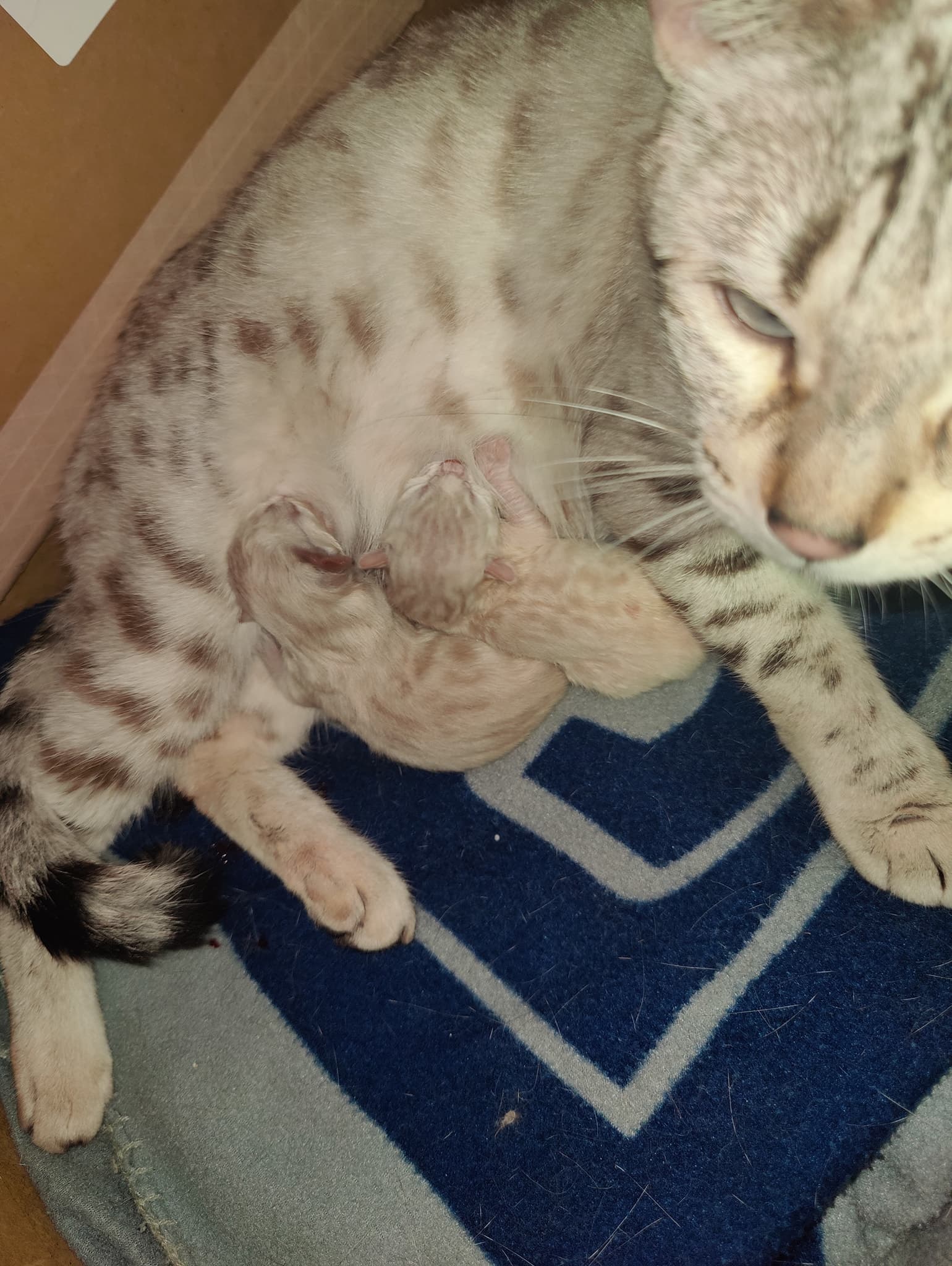 Stella's Babies April 2025