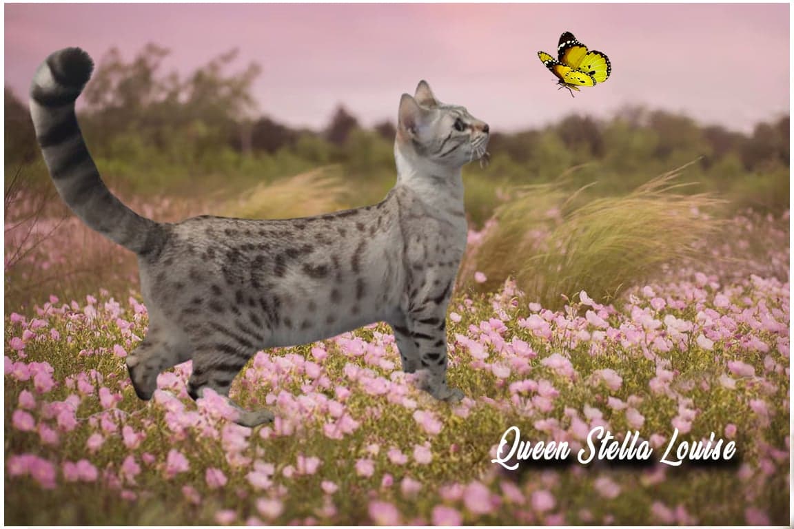 Queen Stella