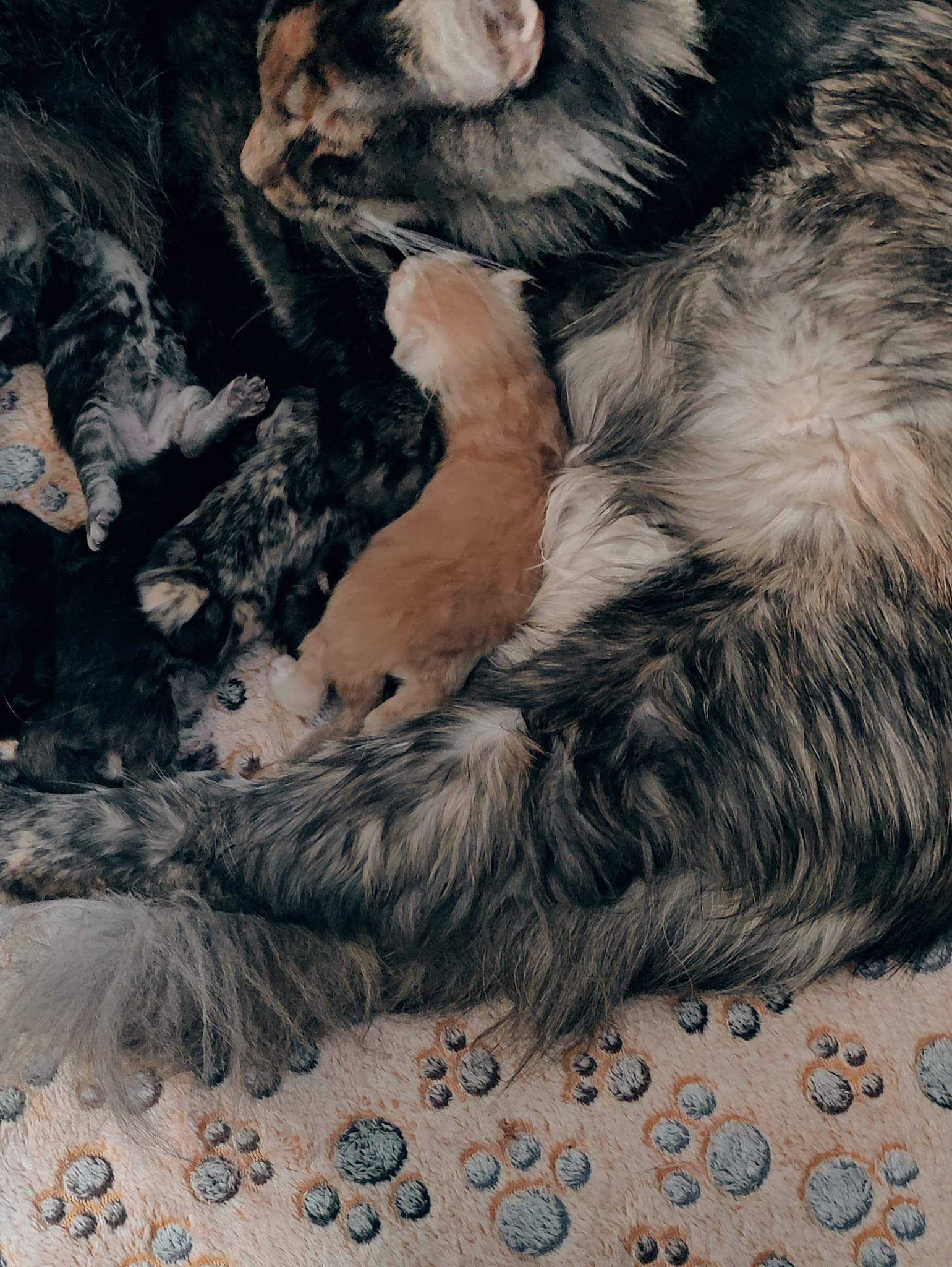 Monkey and Kion's Litter August 2025