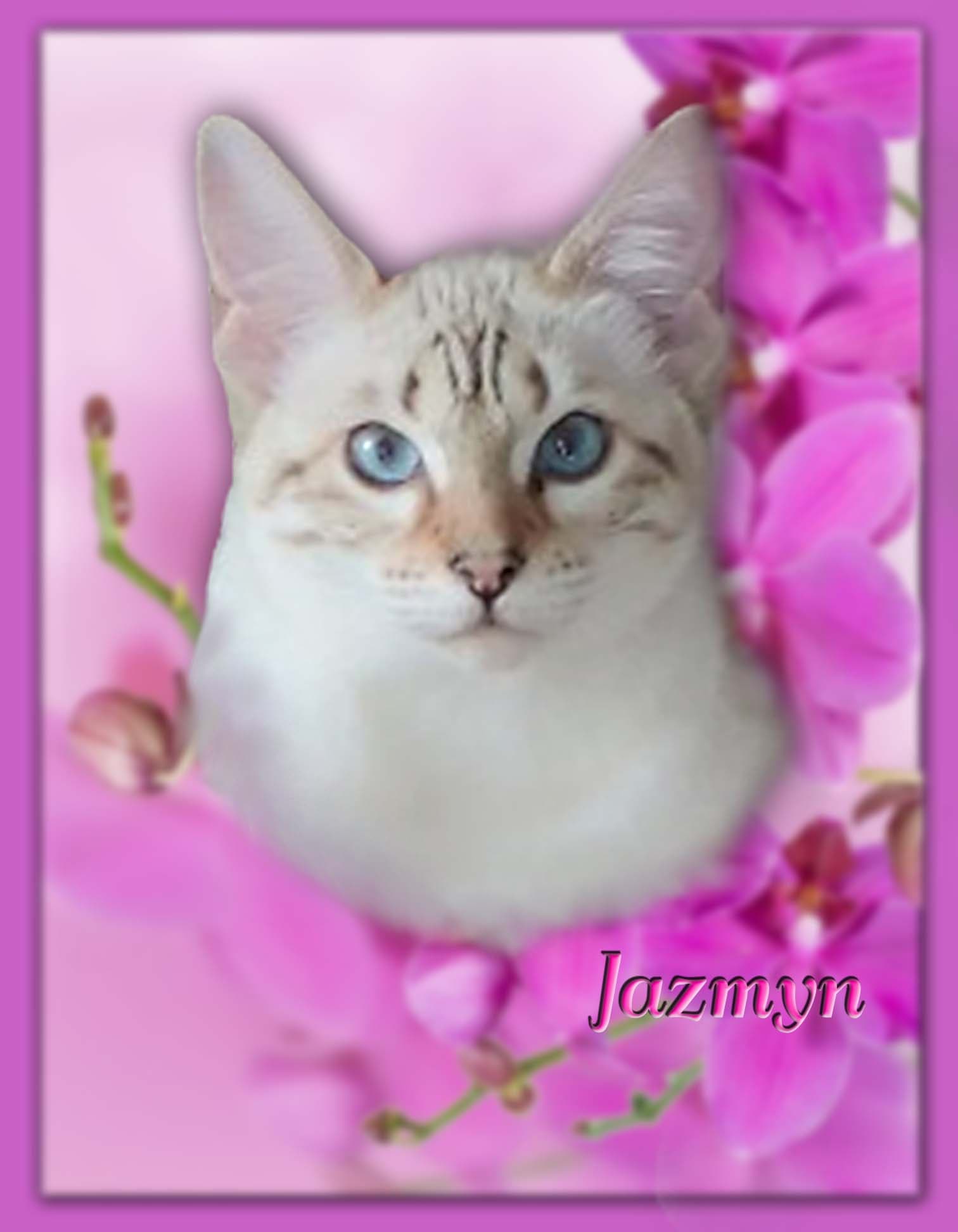 Queen Jazmyn