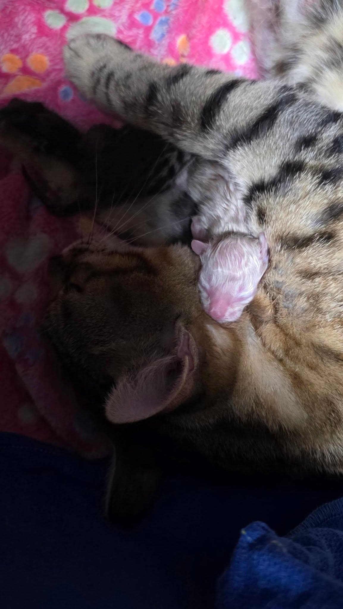Kitten - Mink Maine Coon and Bengal kitten