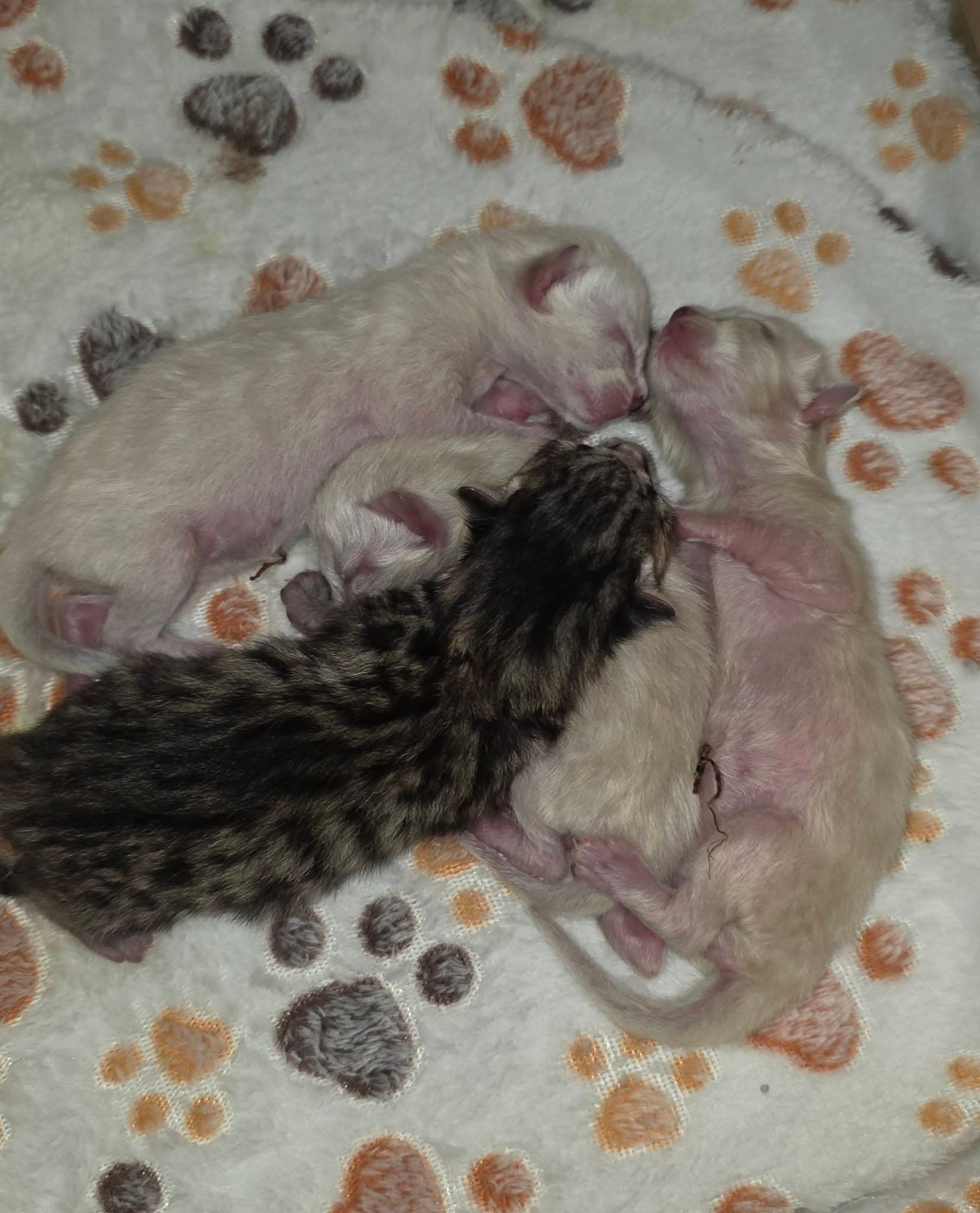 Kitten - Snow Maine Coon and Bengal kitten