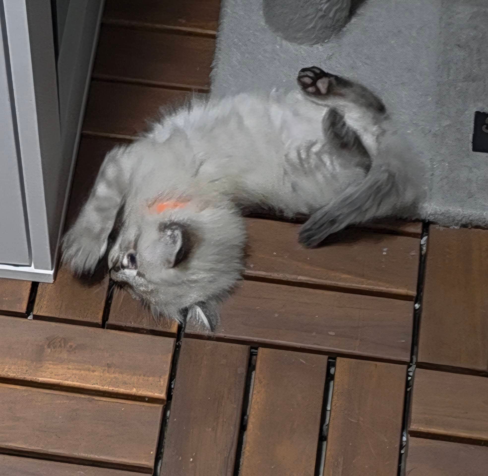 Orange Collar