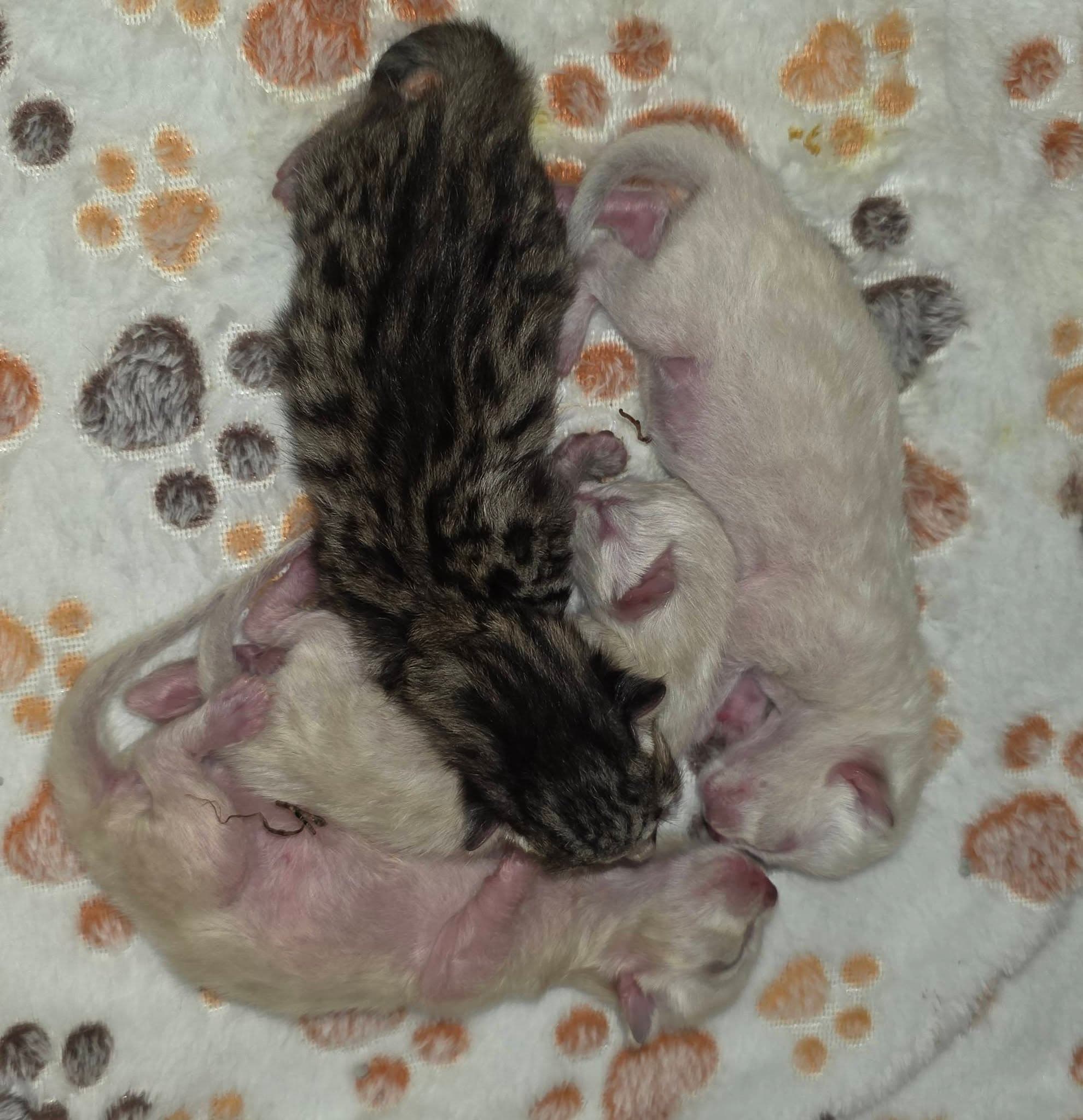 Kitten - Mink Maine Coon and Bengal kitten