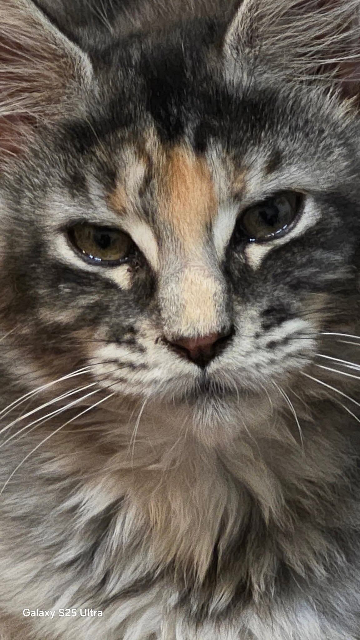 DUMPLIN
