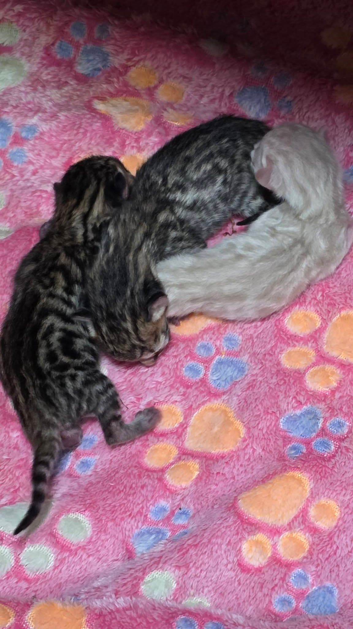 Kitten - Brown Maine Coon and Bengal kitten