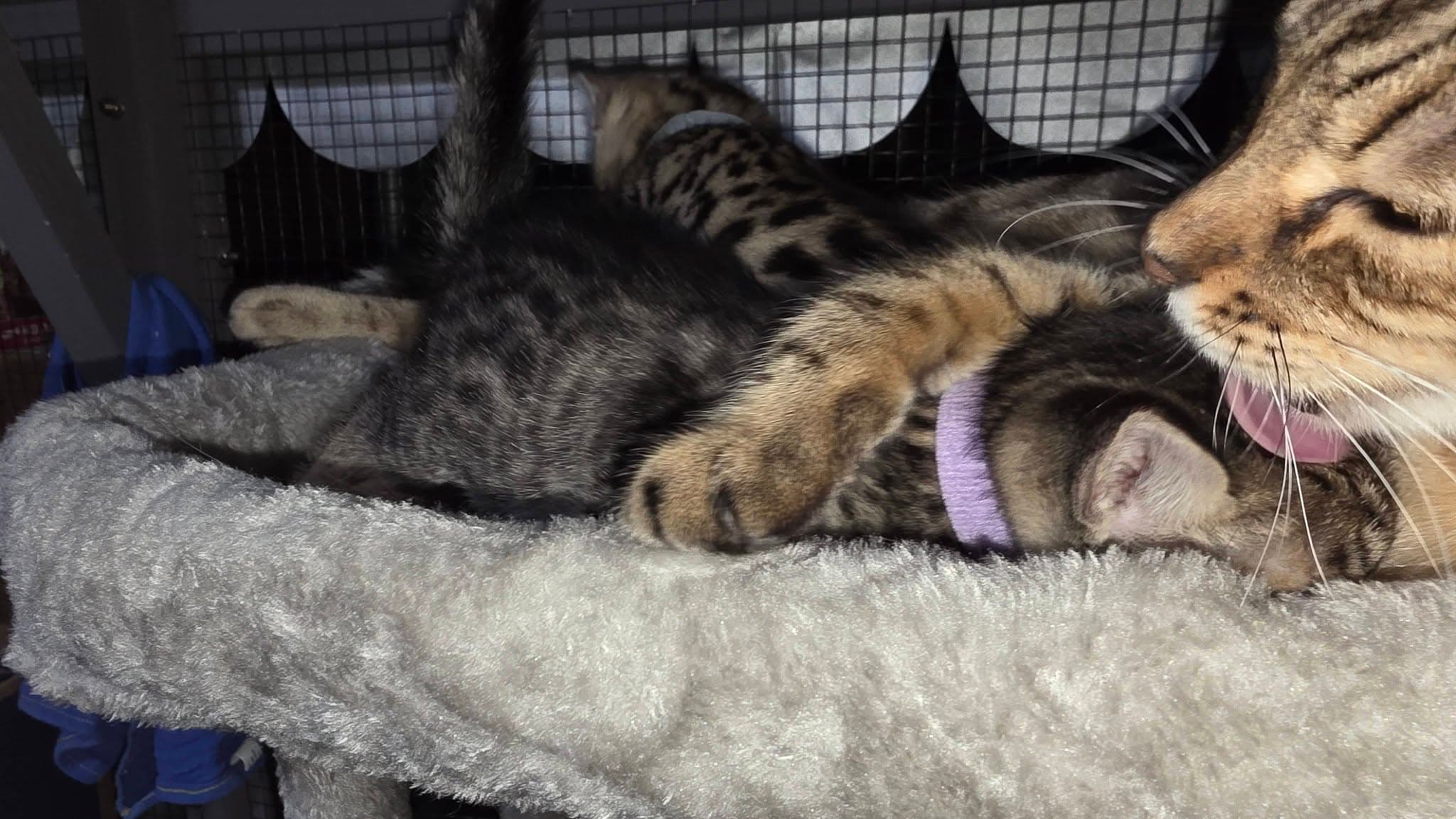 Purple Collar